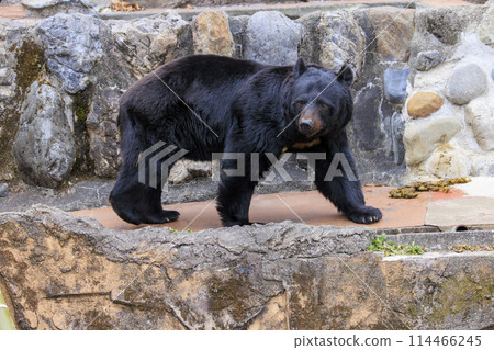 Tama Zoological Park, Black Bear Tama Zoological Park, Black Bear 114466245