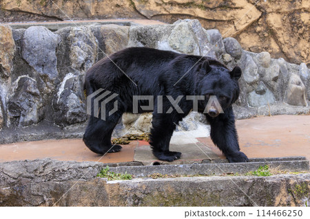 Tama Zoological Park, Black Bear 114466250