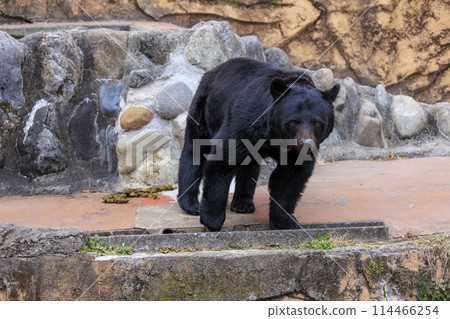 Tama Zoological Park, Black Bear 114466254