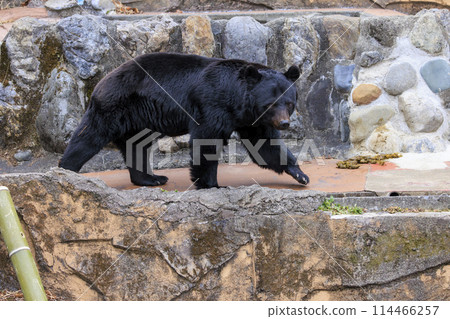 Tama Zoological Park, Black Bear 114466257