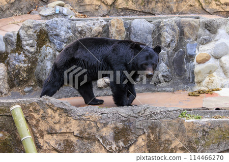 Tama Zoological Park, Black Bear 114466270