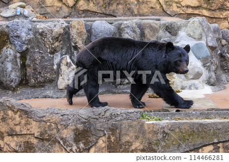 Tama Zoological Park, Black Bear 114466281