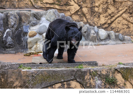 Tama Zoological Park, Black Bear 114466301