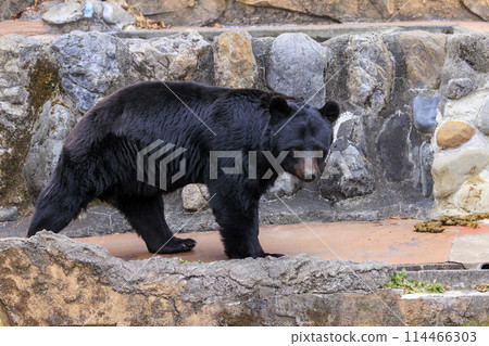 Tama Zoological Park, Black Bear Tama Zoological Park, Black Bear 114466303