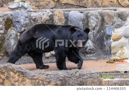 Tama Zoological Park, Black Bear 114466305