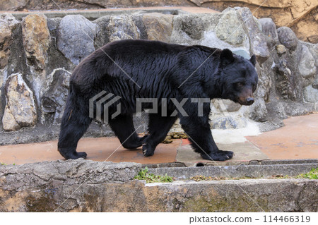 塔馬動物園,黑熊 塔馬動物園,黑熊 114466319