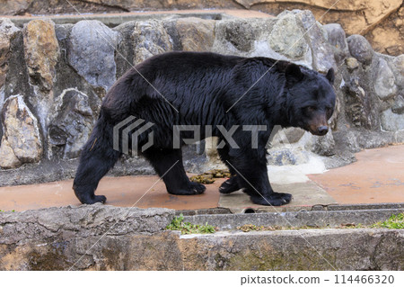 塔馬動物園，黑熊 114466320