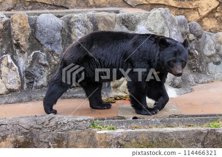 Tama Zoological Park, Black Bear 114466321