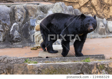 塔馬動物園，黑熊 114466329