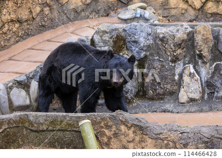Tama Zoological Park, Black Bear 114466428