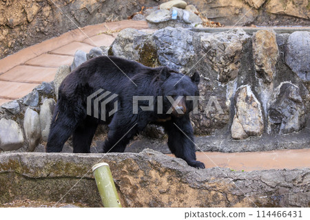 Tama Zoological Park, Black Bear 114466431