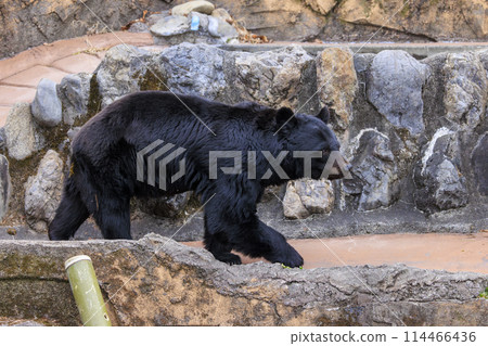 Tama Zoological Park, Black Bear 114466436