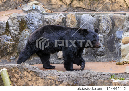 Tama Zoological Park, Black Bear 114466442