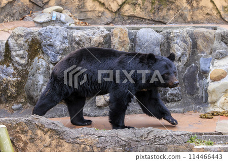 Tama Zoological Park, Black Bear 114466443