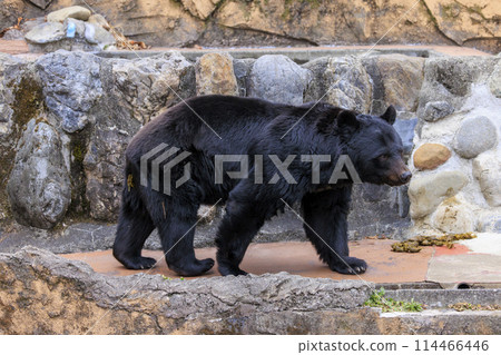 Tama Zoological Park, Black Bear 114466446