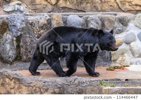 Tama Zoological Park, Black Bear 114466447