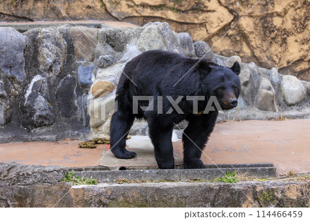Tama Zoological Park, Black Bear 114466459