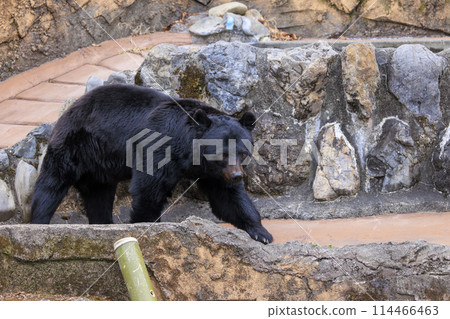 Tama Zoological Park, Black Bear 114466463