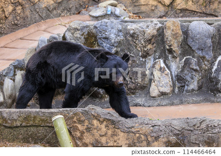 塔馬動物園,黑熊 塔馬動物園,黑熊 114466464