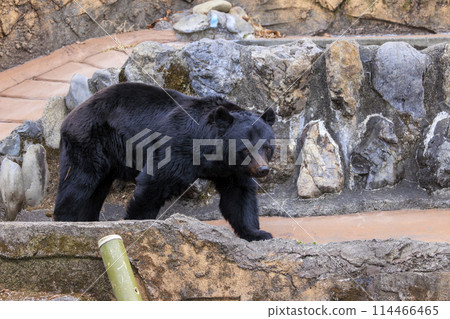 塔馬動物園,黑熊 塔馬動物園,黑熊 114466465