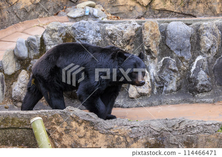 塔馬動物園,黑熊 塔馬動物園,黑熊 114466471