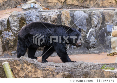 Tama Zoological Park, Black Bear 114466475