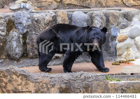 Tama Zoological Park, Black Bear 114466481