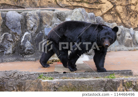 Tama Zoological Park, Black Bear 114466496