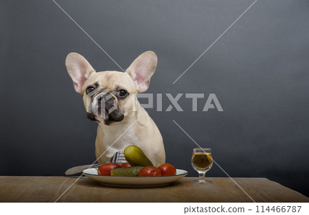 An adorable bulldog dog sits at a table with a filled shot glass and a plate with pickles and tomatoes as an appetizer. 114466787