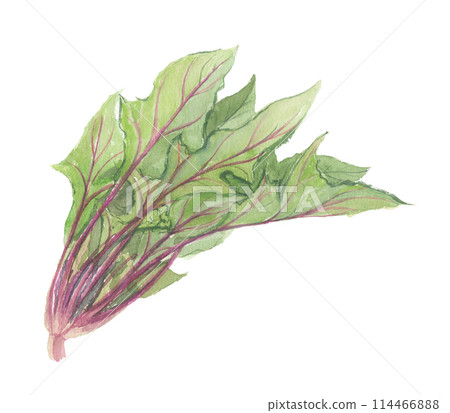 Spinach painted in watercolor 114466888