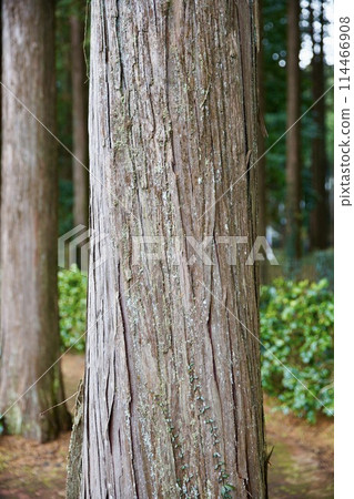Cedar bark Cedar bark 114466908