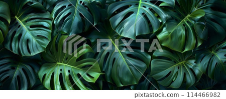 Closeup of Monstera leafs background suitable for wallpaper or to represent as backdrop or mockup. 114466982