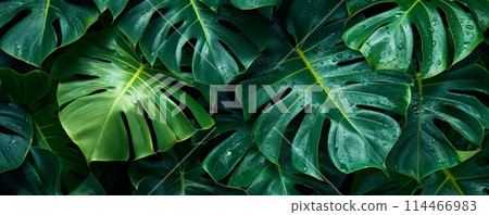 Closeup of Monstera leafs background suitable for wallpaper or to represent as backdrop or mockup. 114466983