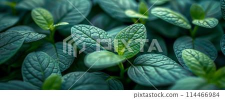 Closeup of Monstera leafs background suitable for wallpaper or to represent as backdrop or mockup. 114466984