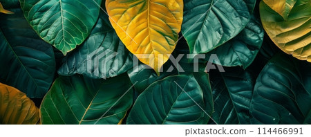 Closeup of Monstera leafs background suitable for wallpaper or to represent as backdrop or mockup. 114466991