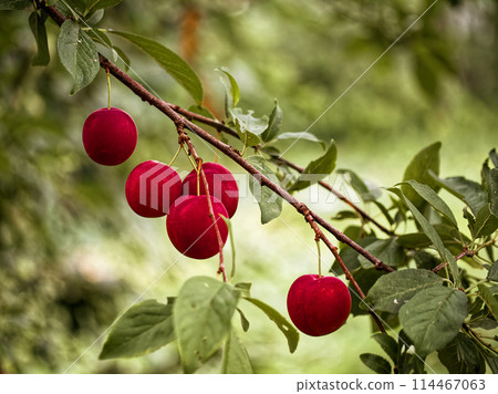 Bright red plums dangle from a tree amidst lush green leaves, with a soft focus background suggesting a serene environment. Bright red plums dangle from a tree amidst lush green leaves, with a soft focus background suggesting a serene environment. 114467063