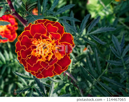This image captures a stunning marigold showcasing its intricate petal details and vivid colors, set against a backdrop of lush greenery; ideal for gardening or nature-inspired content. 114467065