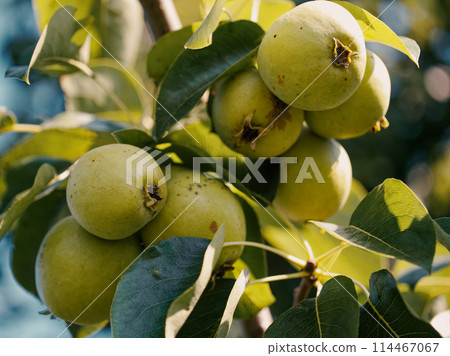 Sunlit pear tree bearing fruit; a depiction of organic farming and harvest season. Sunlit pear tree bearing fruit; a depiction of organic farming and harvest season. 114467067