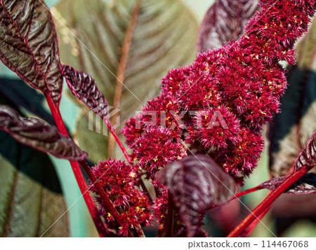 Detailed red foliage, the main subject of the image, ideal for use in nature-inspired designs. Detailed red foliage, the main subject of the image, ideal for use in nature-inspired designs. 114467068