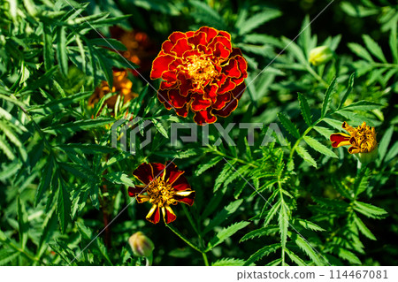 Sunlit Florals Sunlit Florals 114467081