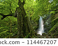新鮮的綠色巨樹和瀑布（秩父/不動瀑布）1 114467207