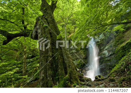 Giant green tree and waterfall (Fudotaki, Chichibu) 1 114467207