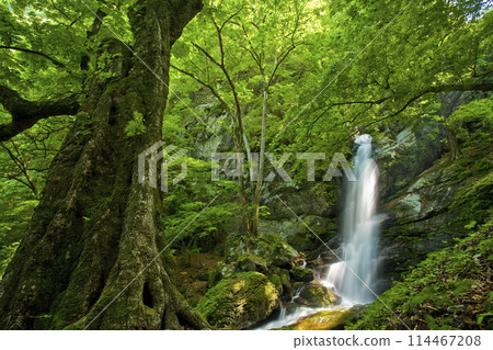 Giant green tree and waterfall (Fudotaki, Chichibu) 2 Giant green tree and waterfall (Fudotaki, Chichibu) 2 114467208