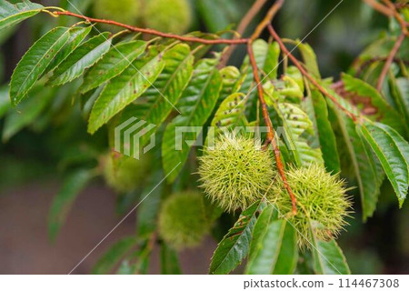 栗樹樹枝上的秋味栗錐 114467308