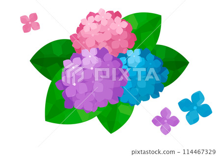 3色繡球花插畫 114467329