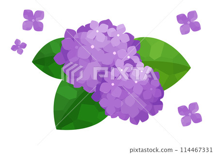 Simple hydrangea illustration Simple hydrangea illustration 114467331