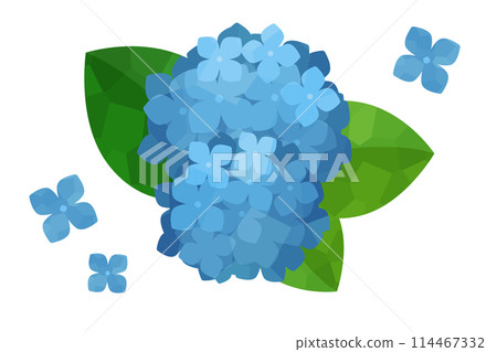 illustration of blue hydrangea illustration of blue hydrangea 114467332