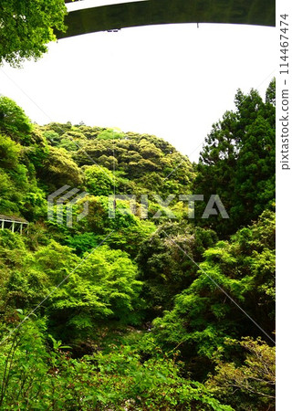 谷橋@mar_lapin 谷橋@mar_lapin 114467474