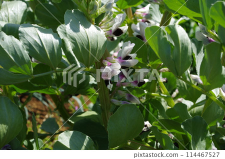 [March] Broad bean flowers Photo location: Home garden (Yamato City, Kanagawa Prefecture) 114467527