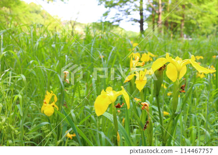 Yellow Iris flower 114467757